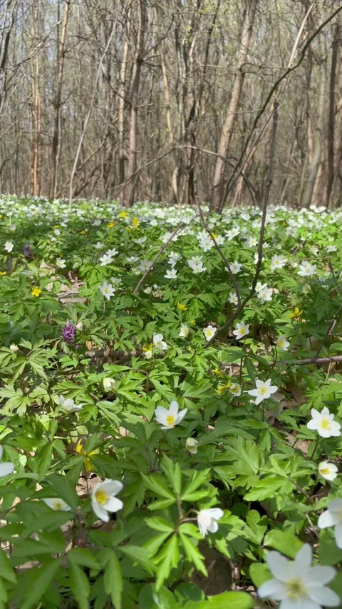 Walking through a beautiful spring forest with tall trees and flowers Video stock 333184157