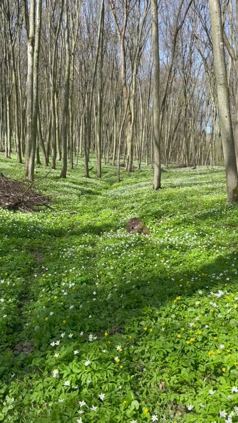 Walking through a beautiful spring forest with tall trees and white flowers Video stock 333184175