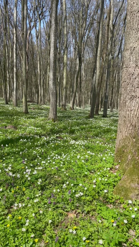 Walking through a beautiful spring forest with tall trees and flowers Video stock 333184198