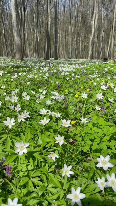 Walking through a beautiful spring forest with tall trees and flowers Video stock 333184226
