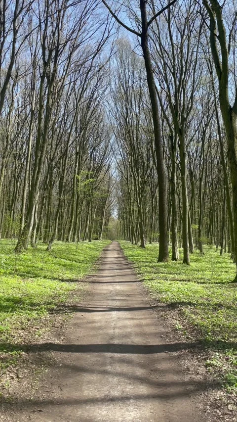 Walking through a beautiful spring forest with tall trees and flowers Video stock 333184237