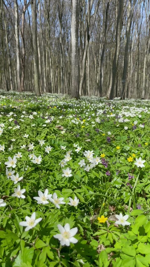 Walking through a beautiful spring forest with tall trees and flowers Video stock 333184238