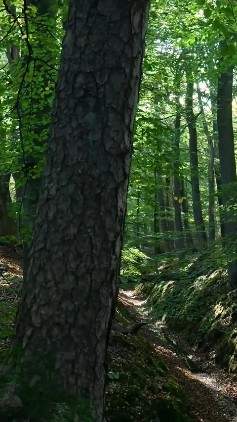 Walking through a beautiful sunlit lush green forest Stock-Footage 327108664