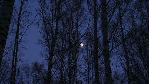 Walking through a birch forest in a evening twilight Stock Footage 221238998