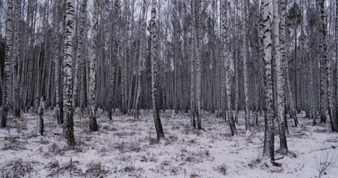 Walking through a birch forest in a evening light Stock Footage 221239039