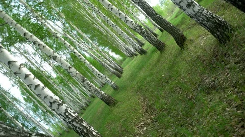 Walking through the birch forest in the summer. Green Forest. The camera is Stock Footage 130011715