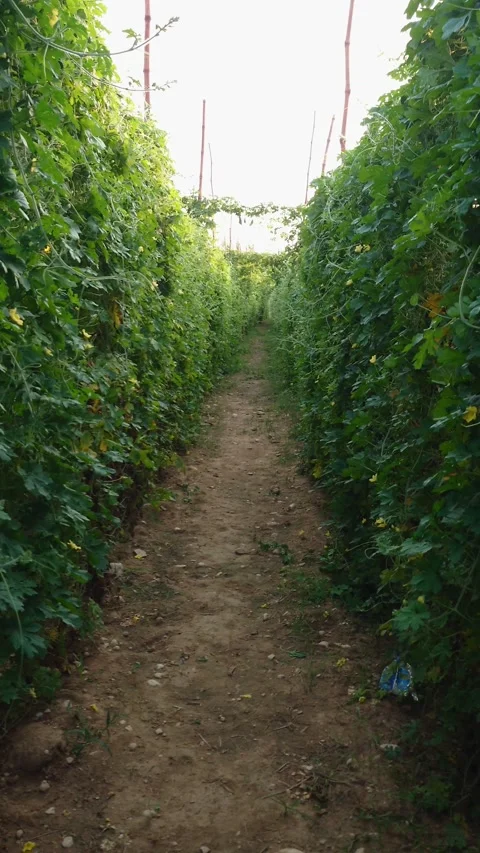 Walking Through Bitter Melon Organic Vegetable Garden - 4k Vertical Footage Stock Footage 344810019