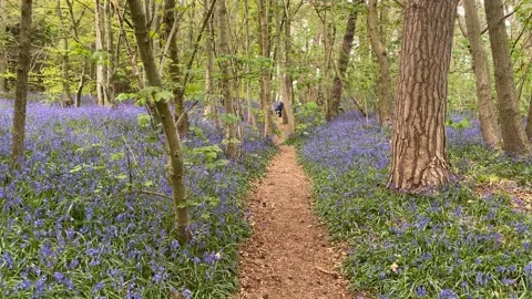 Walking through bluebell woods Stock Footage 188252873