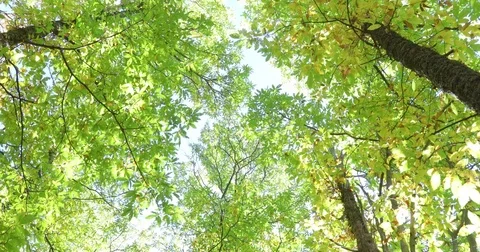Walking through branches of chestnut trees in autumn Stock Footage 82381641