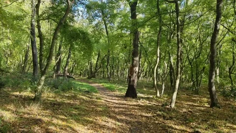 Walking through bright autumn forest with sunlight and shadows Stock Footage 321199034