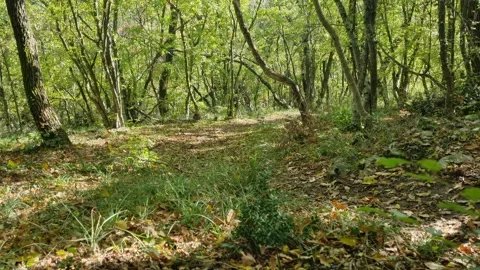 Walking Through Bright Green Forest Path in Spring Morning Light Stock Footage 320735904
