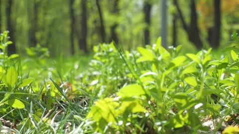 Walking through bright green grass and small plants in a park on a spring Stock Footage 272429321