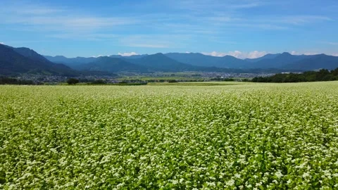 Walking Through the Buckwheat Fields of Higashiyama Tourist Farm Video stock 333214132