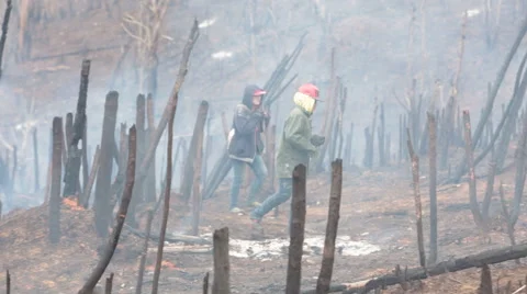 Walking through a Burning Jungle Stock Footage 63480717
