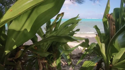 Walking through bushes and grass of vegetation reaching to the beach Stock-Footage 157791486