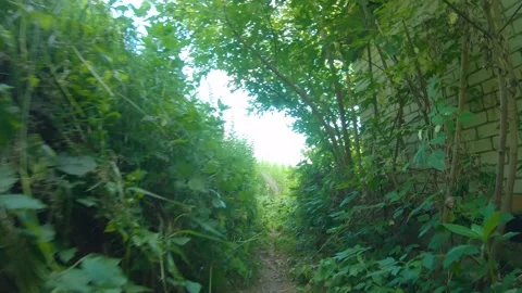 Walking through Bushes and Trees with Creeping Flies 4k60fps Stock Footage 135635707