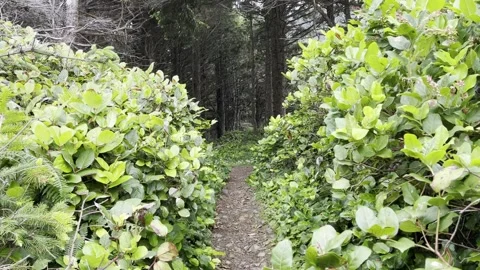 Walking through bushes in the forest Stock Footage 156663785