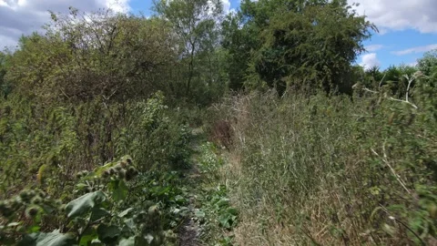 Walking through bushes  slowmotion. Stock Footage 300121466