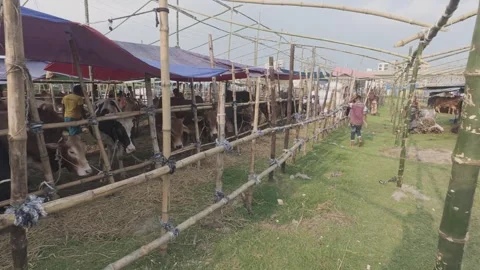 Walking through the cattle market Stock Footage 335368112
