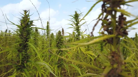Walking Through CBD Hemp Field Beside Plants, And Bud Tops On Overcast Day Stock Footage 199205826