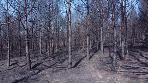 Walking Through a Charred Forest After a Wildfire. Concept A somber and ref.. Stock-Footage 315345859
