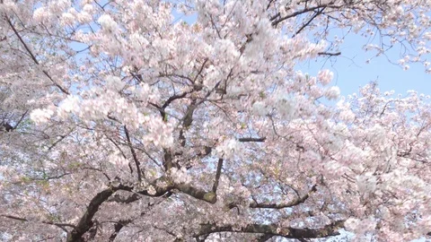 Walking through cherry blossom tree flowers. P.O.V. , Point of view shot Stock Footage 97273643