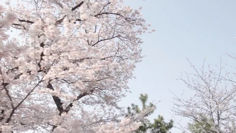 Walking through cherry blossom tree flowers. P.O.V. , Point of view shot Stock Footage 97296432