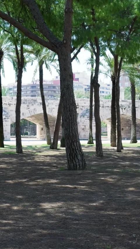 Walking through a city park with pine trees and palms Video stock 327115069