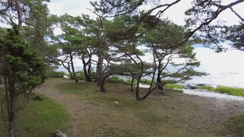 Walking Through Coastal Pine Forest Revealing Baltic Sea Gotland Stock Footage 344615963