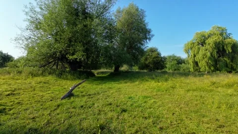 Walking through Coe Fen in Cambridge, United Kingdom. Shot in 4K Stock Footage 313954541