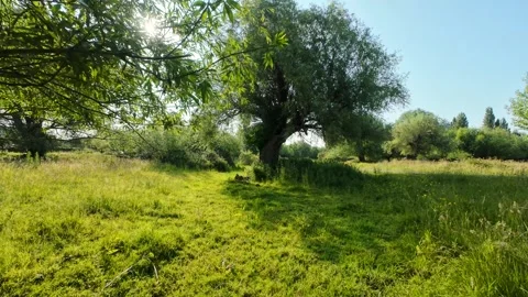 Walking through Coe Fen in Cambridge, United Kingdom. Shot in 4K Stock Footage 313954895