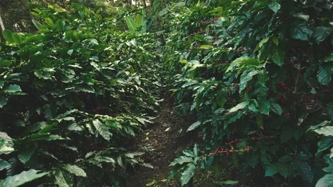 Walking through coffee plantations in Costa Rica Video stock 154431374