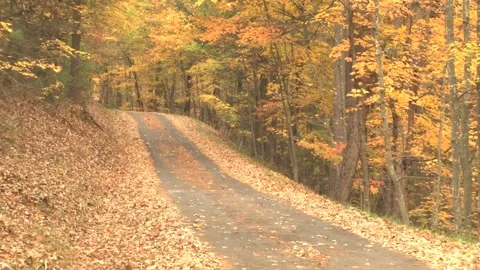Walking through a colorful autumn forest path Stock Footage 346196638