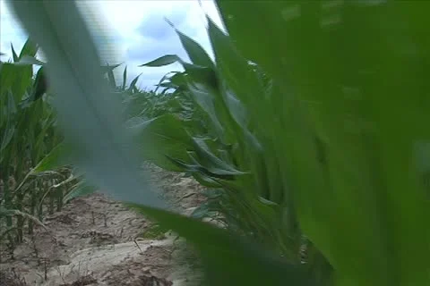 Walking through a corn field Stock Footage 11351223