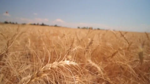 Walking through a corn field Stock Footage 78522268