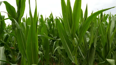 Walking through a corn field Stock Footage 135193711