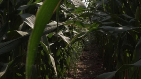 Walking through corn field green and thick Stock Footage 113571447