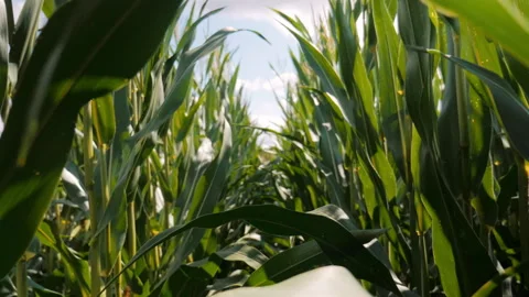 Walking through corn field with green leaves Stock-Footage 146626144