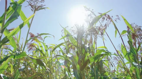 Walking through corn field looking up at sun through corn stalks, slow motion Stock Footage 202233341