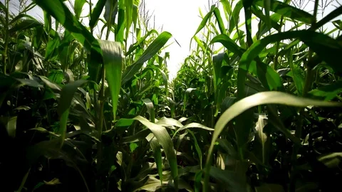 Walking through corn stalks in farmer's field. Stock Footage 82586040