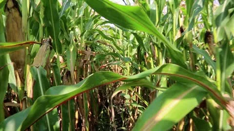 Walking through a cornfield Stock Footage 11859220