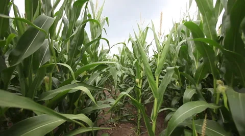 Walking through a cornfield with steadicam rig, 1080p HD Stock-Footage 47576704