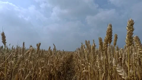 Walking through the cornfield in Zeeland Video stock 295115038
