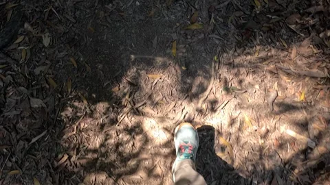 Walking Through Daintree Rainforest Pathway Vídeo Stock 311426136