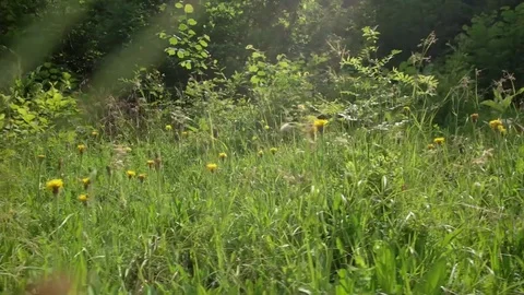 Walking through a daisy flower meadow field of grass and flowers in the summer Stock Footage 85285594