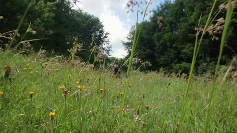 Walking through a daisy flower meadow field of grass and flowers in the summer Stock Footage 85285798