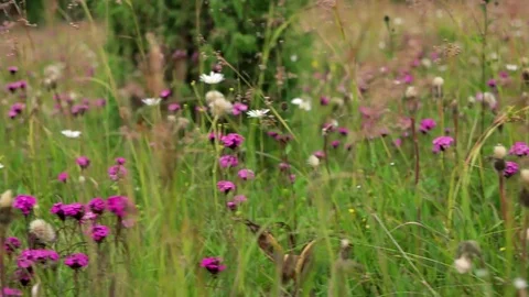 Walking through a daisy flower meadow field of grass and flowers in the summer Stock Footage 85285971