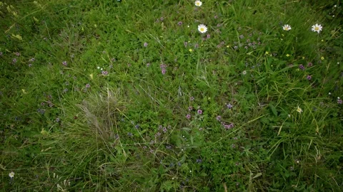 Walking through a daisy flower meadow field of grass and flowers in the summer Stock-Footage 88904268