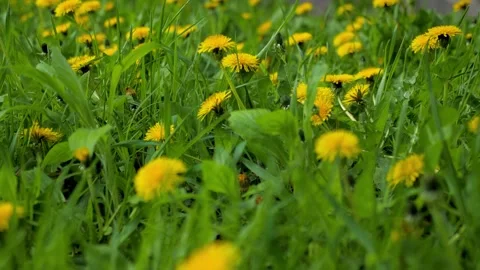 Walking through dandelion field and grass Stock Footage 273793245