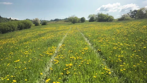 Walking Through Dandelion Meadow – Spring Nature Landscape in Motion Stock Footage 308306381